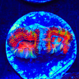 TSA Cosmic Dip Acan Coral