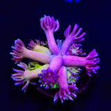 TSA Cosmic Sunrise Goniopora Coral