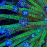 TSA Cosmo Glitter Goniopora Coral