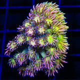 TSA Cotton Candy Goniopora Coral