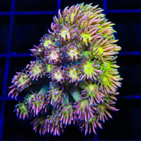TSA Cotton Candy Goniopora Coral