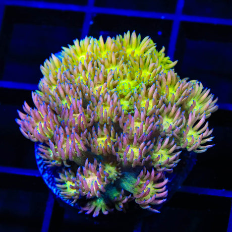 TSA Cotton Candy Goniopora Coral