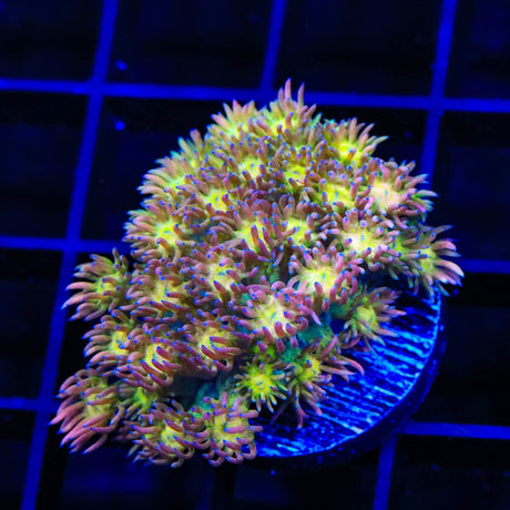 TSA Cotton Candy Goniopora Coral