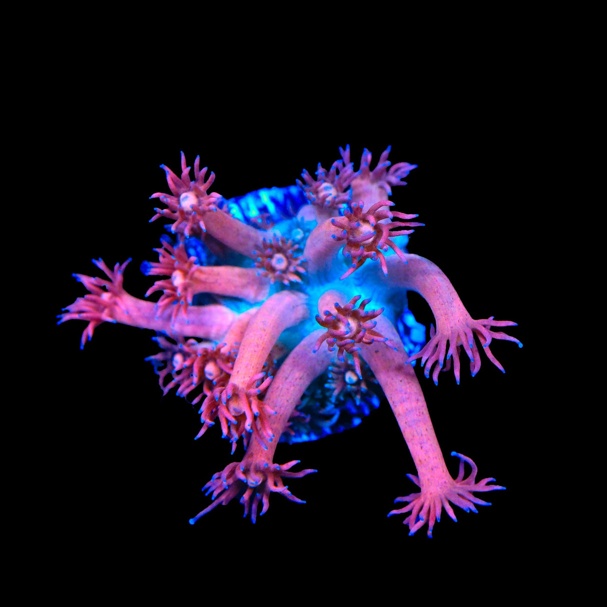 TSA Cotton Candy Goniopora Coral