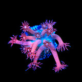 TSA Cotton Candy Goniopora Coral