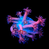 TSA Cotton Candy Goniopora Coral