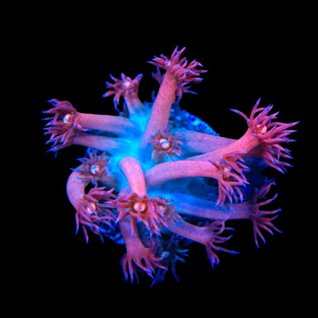 TSA Cotton Candy Goniopora Coral