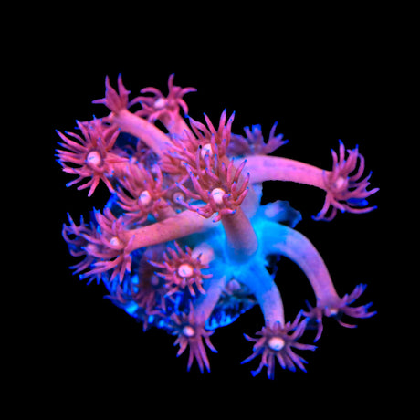 TSA Cotton Candy Goniopora Coral