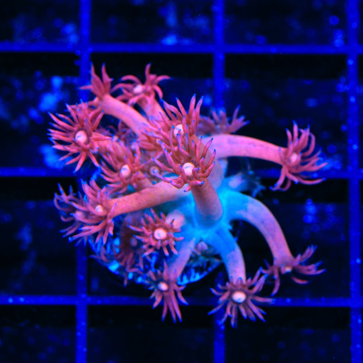 TSA Cotton Candy Goniopora Coral