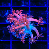 TSA Cotton Candy Goniopora Coral