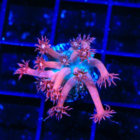 TSA Cotton Candy Goniopora Coral