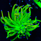 TSA Cotton Candy Holy Grail Torch Coral