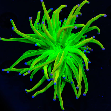 TSA Cotton Candy Holy Grail Torch Coral