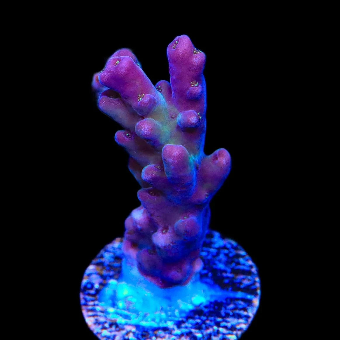 TSA Count Dracula Acropora Coral