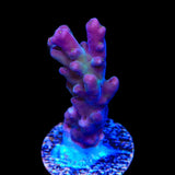 TSA Count Dracula Acropora Coral