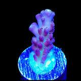 TSA Count Dracula Acropora Coral