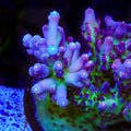 TSA Count Dracula Acropora Coral