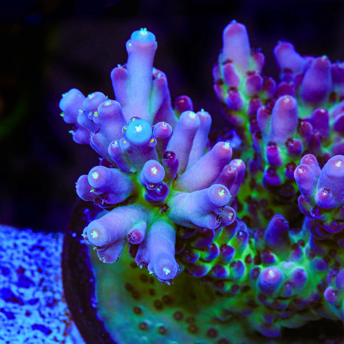 TSA Count Dracula Acropora Coral