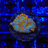 TSA Crackle Pop Rhodactis Mushroom Coral