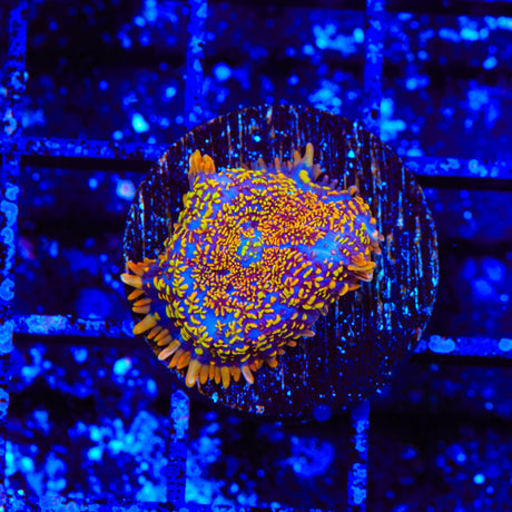TSA Crackle Pop Rhodactis Mushroom Coral