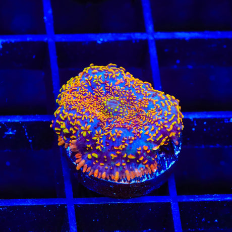 TSA Crackle Pop Rhodactis Mushroom Coral