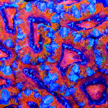 TSA Crash Test Acan Coral