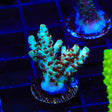 TSA Crayola Twist Acropora Coral