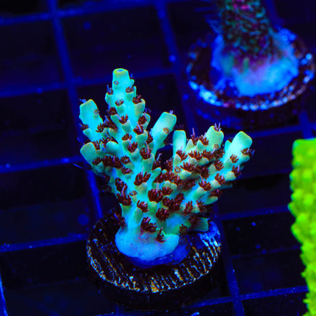 TSA Crayola Twist Acropora Coral