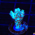 TSA Crayola Twist Acropora Coral