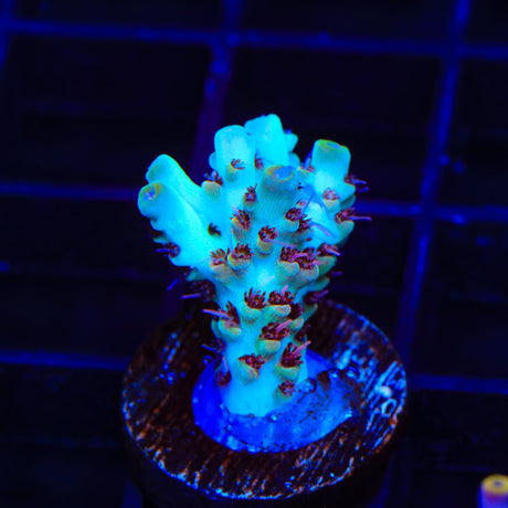 TSA Crayola Twist Acropora Coral