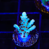 TSA Crayola Twist Acropora Coral