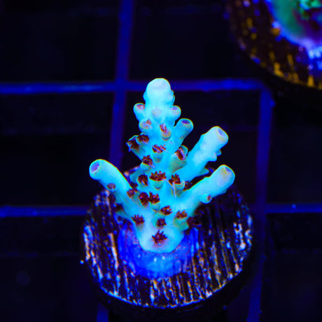 TSA Crayola Twist Acropora Coral