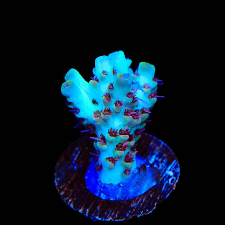 TSA Crayola Twist Acropora Coral