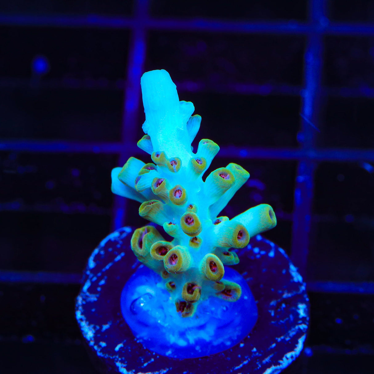 TSA Crayola Twist Acropora Coral
