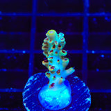 TSA Crayola Twist Acropora Coral