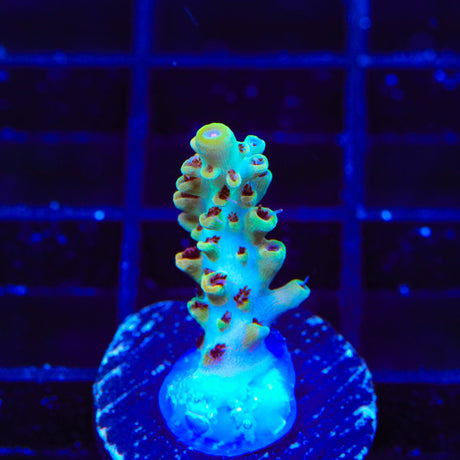 TSA Crayola Twist Acropora Coral