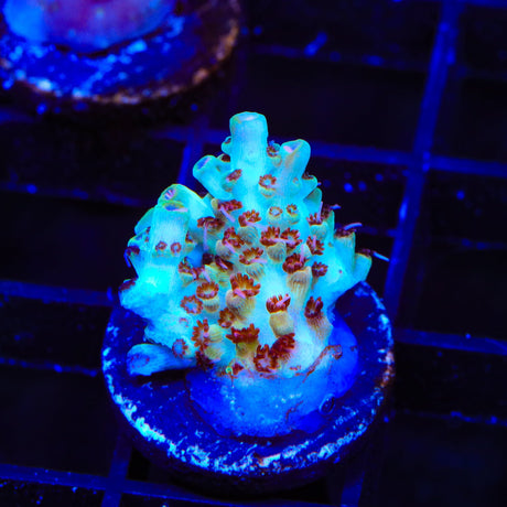 TSA Crayola Twist Acropora Coral