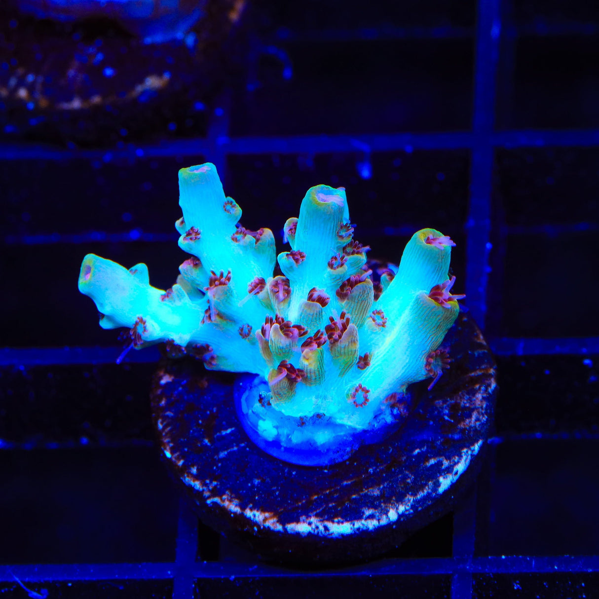 TSA Crayola Twist Acropora Coral