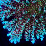 TSA Crayola Twist Acropora Coral
