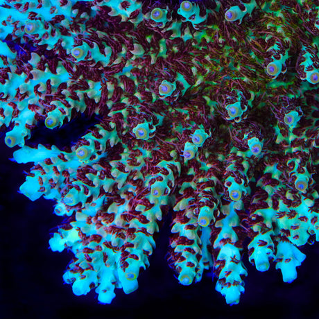 TSA Crayola Twist Acropora Coral