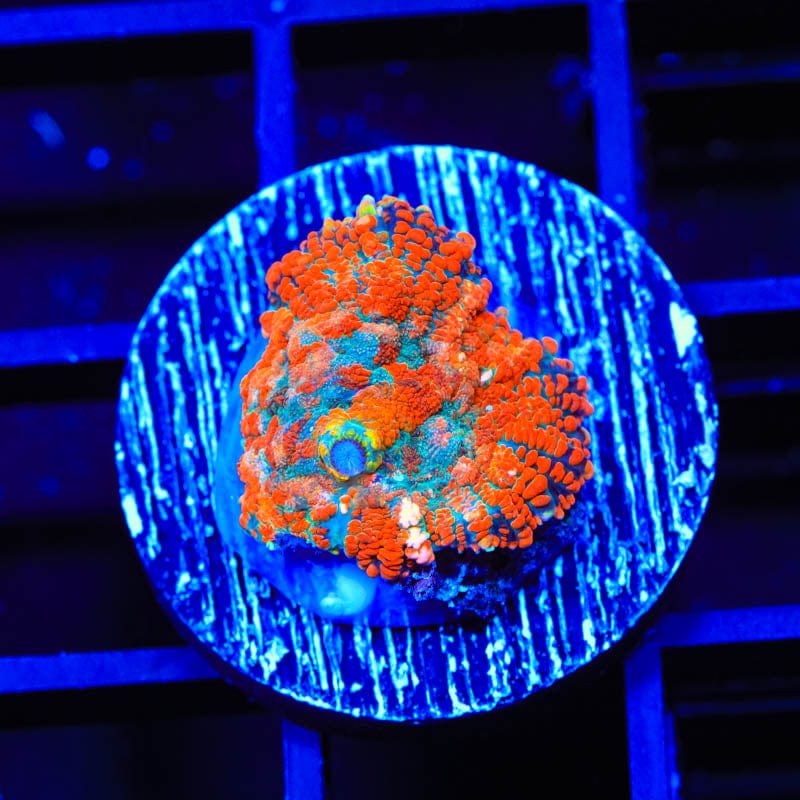 TSA Crazy Blast Rhodactis Mushroom Coral