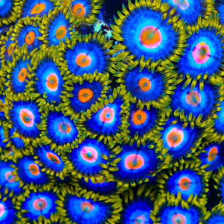 TSA Crazy Clown Zoanthids Coral