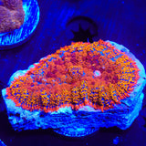TSA Crazy Daisy Rhodactis Mushroom Coral