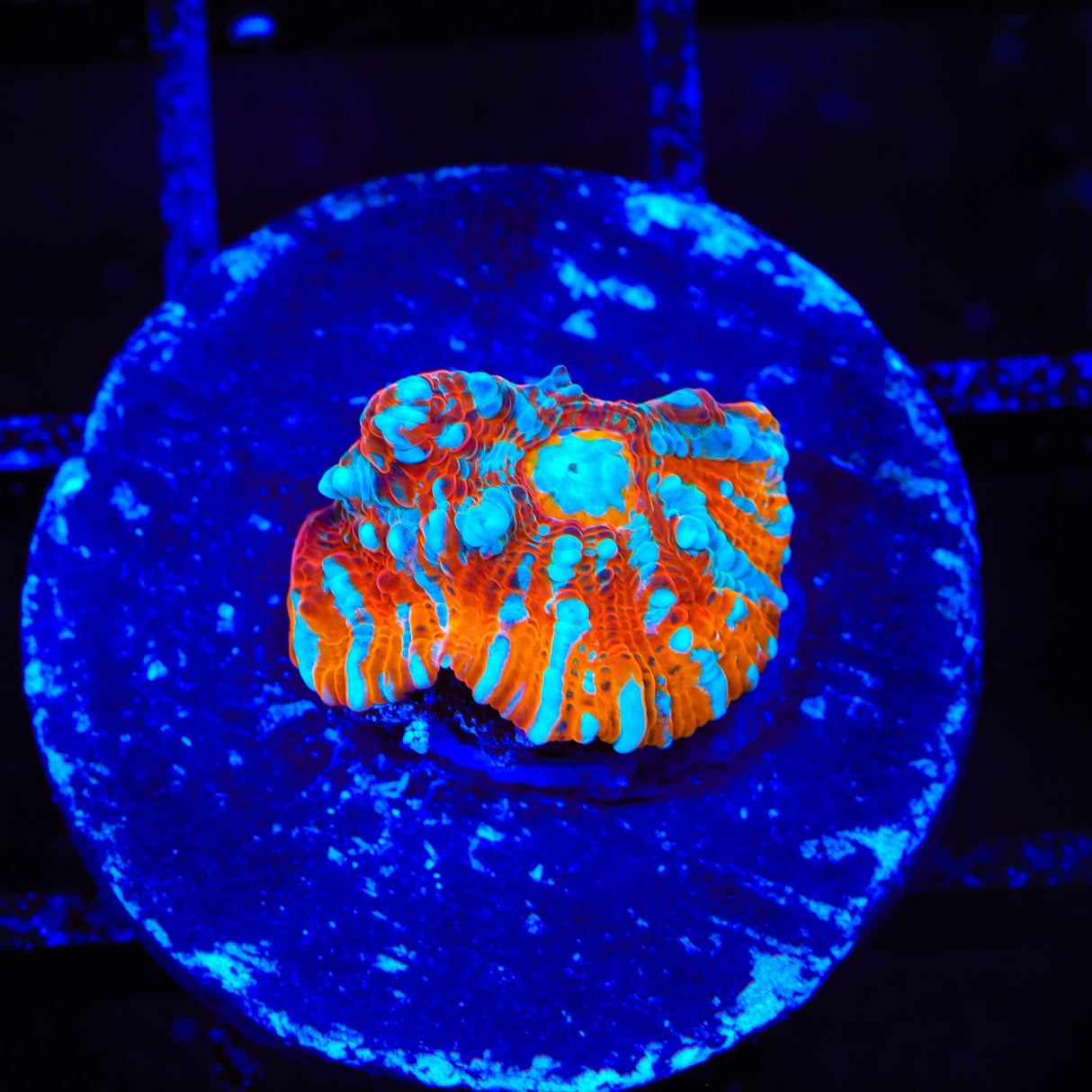 TSA Crimson Tide Chalice Coral