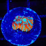 TSA Crimson Tide Chalice Coral