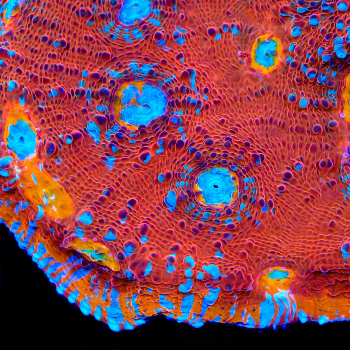 TSA Crimson Tide Chalice Coral