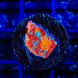 TSA Crimson Tide Chalice Coral