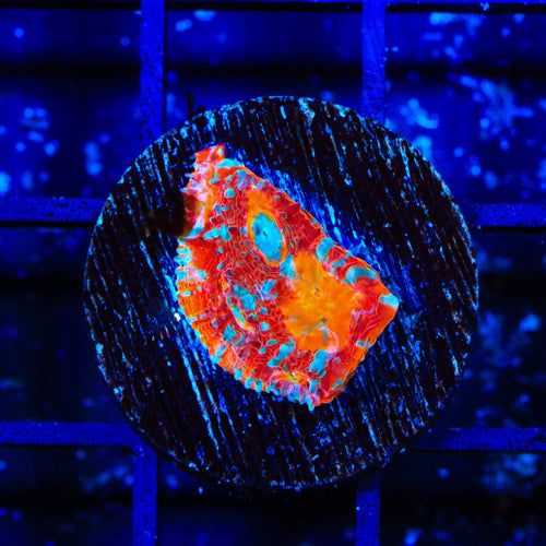 TSA Crimson Tide Chalice Coral