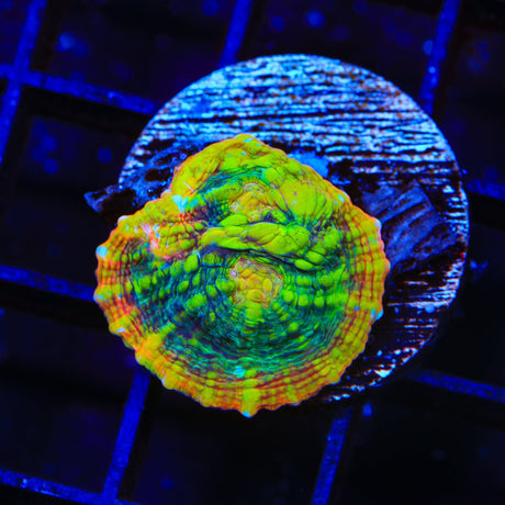 TSA Crocodile Smile Chalice Coral