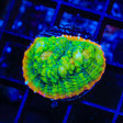 TSA Crocodile Smile Chalice Coral